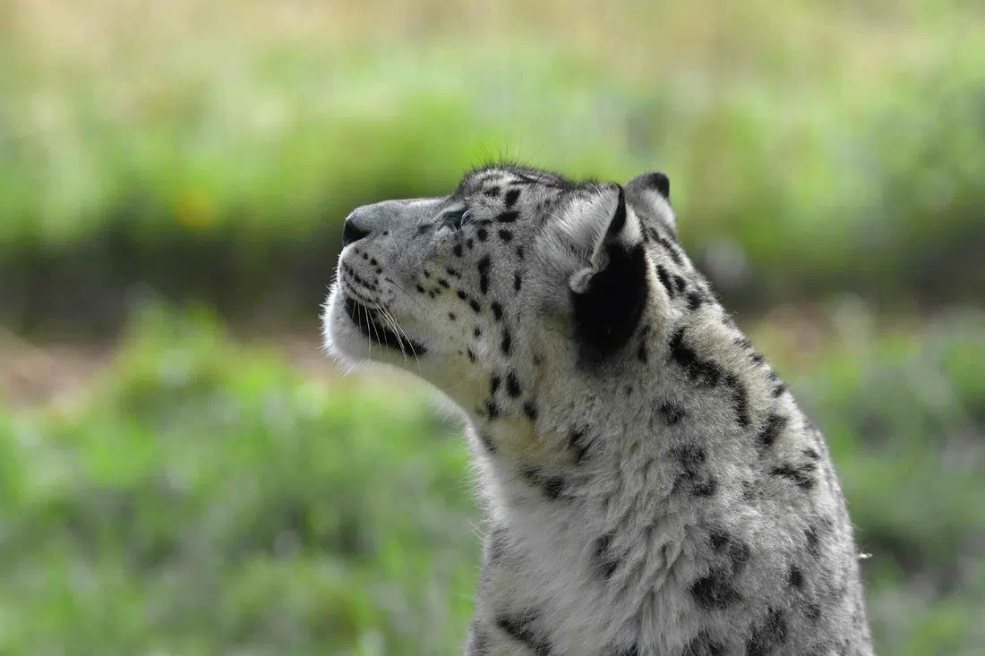 Highland Wildlife Park (RZSS), Edimburgo